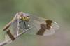Sympetrum pedemontanum